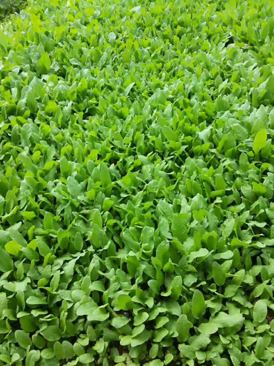 长青菜产业链